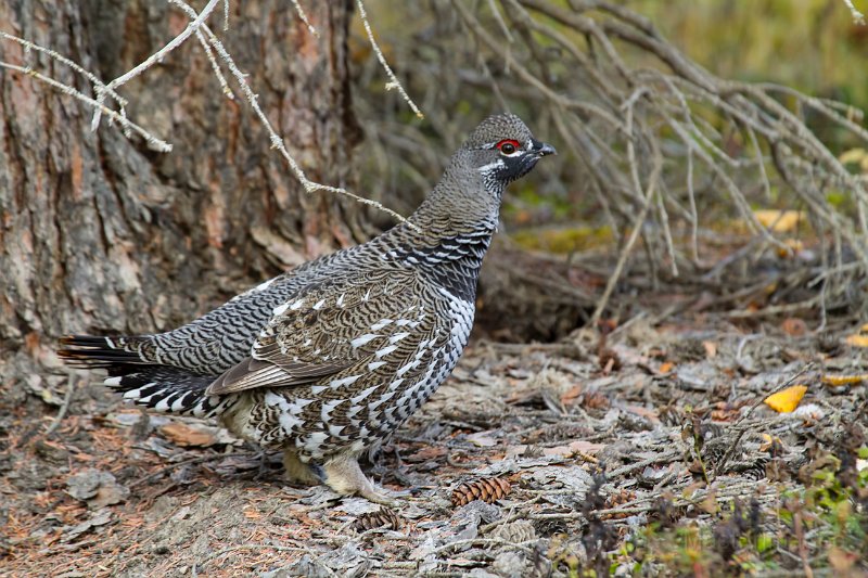 _MG_7530c.jpg - Spruce Grouse (Falcipennis canadensis)